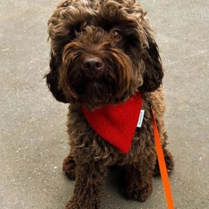 KIT COUTURE BANDANA POUR CHIEN 