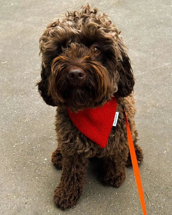 KIT COUTURE BANDANA POUR CHIEN – Image 2