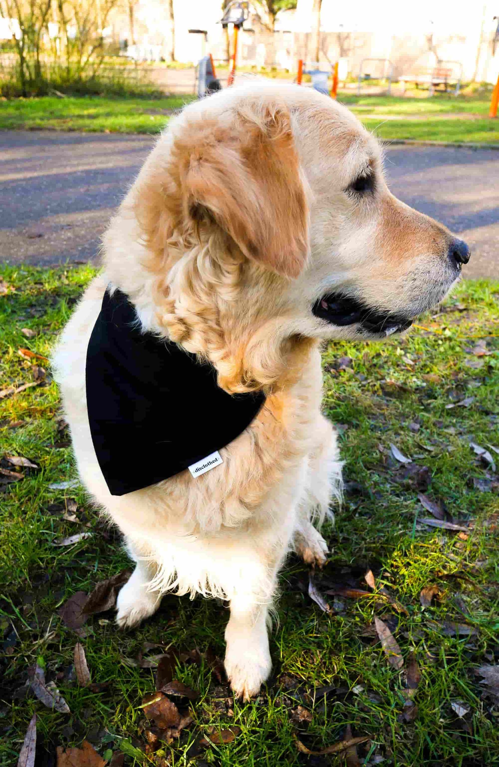 KIT COUTURE BANDANA POUR CHIEN – Image 5