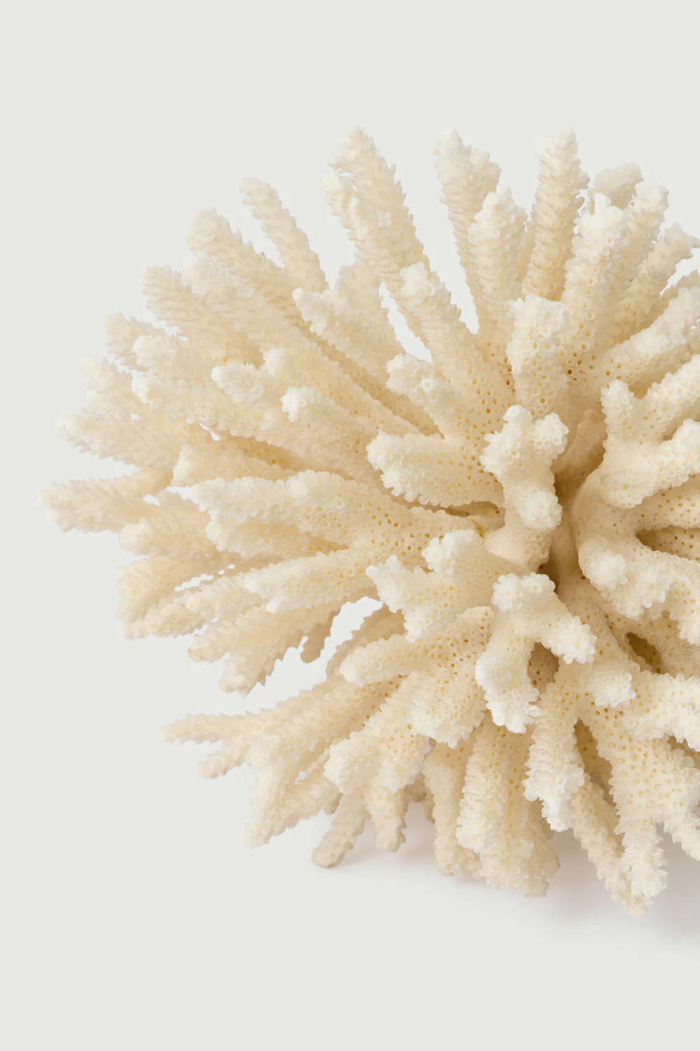 BRANCHE DE CORAIL BLANC – Image 3